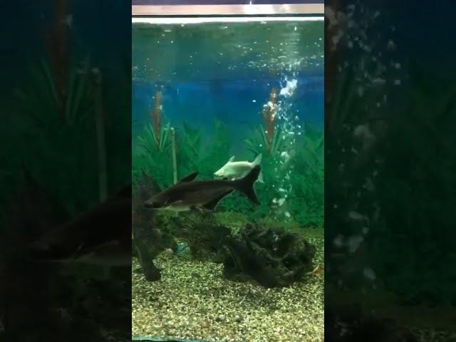 Aquarium Life I Dream Aquarium I Chalte Chalte VLOG