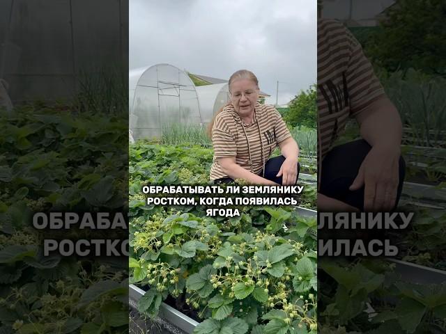 Подкормка клубники и земляники в период плодоношения