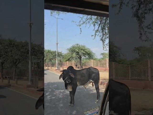 Govardhan parikrama #trending #vlog #dham