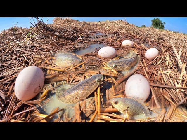 WOW best hand fishing - catch fish and pick a lot of duck eggs under straw in rice field near road