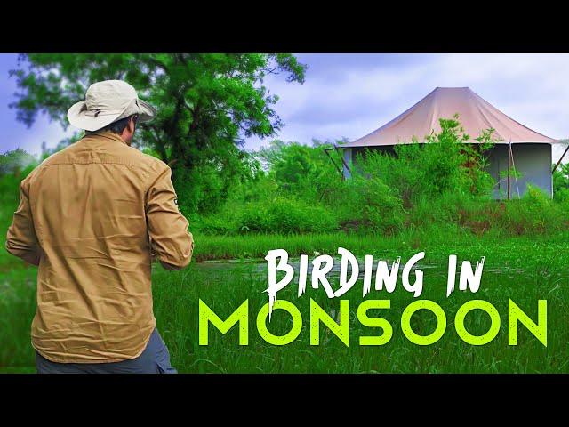 Birding in Tadoba Andhari Tiger Reserve with Trees N Tigers - 4K Video Hindi | हिन्दी