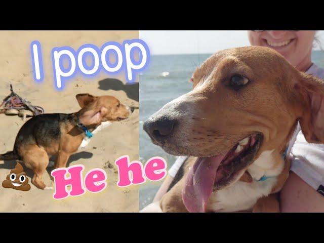 My beagle pooped on beach | Puppy beagle's first time playing on beach