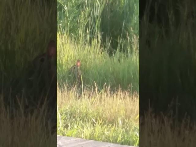 Mom talks to a bunny