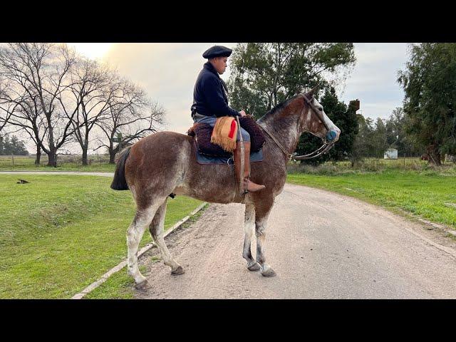 Caballo Overo colorado entrepesado $1.800.000 LOSEQUINOS.COM