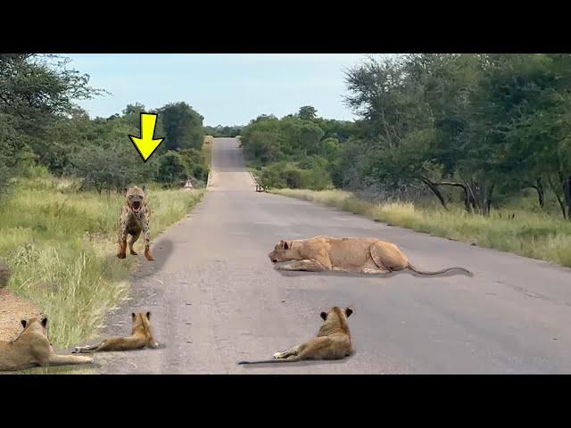 THE HYENA WENT TO GO AMONG THE LIONS AND THE WORST HAPPENED