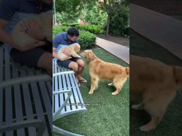 Dog meets puppy for the first time  #goldenretriever #dog