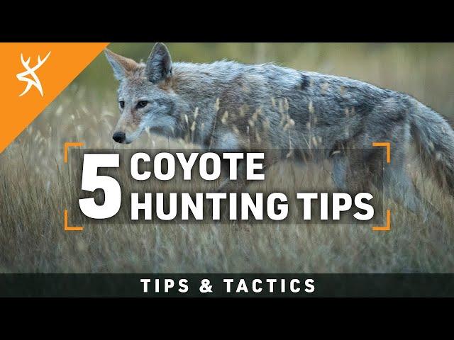 HOW to HUNT COYOTES | 5 COYOTE HUNTING TIPS