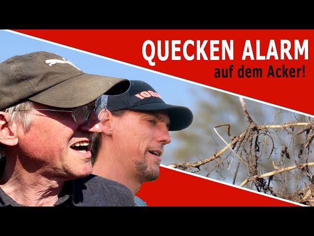 Quecken Alarm auf dem Acker - Die 3 größten Fehler bei der Queckenbekämpfung!