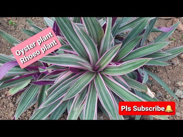 Oyster plant / Rhoeo plant / Variegated plant / plantito / plantita