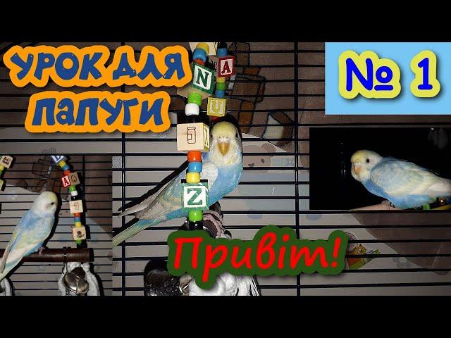 Вчимо папугу говорити"Привіт!" || Урок для папуги № 1