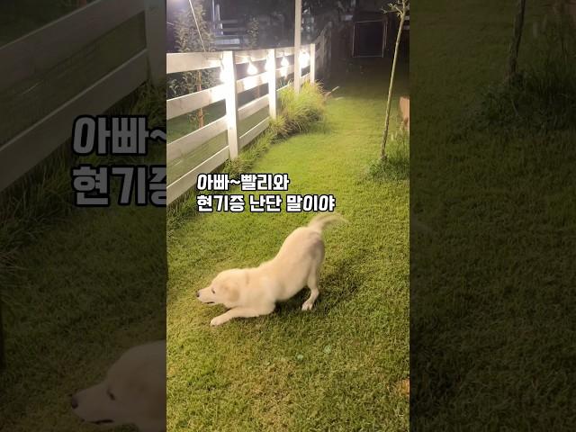 같이 있다가 잠깐 5분 나갔다 온 아부지를 격하게 반겨주네요^^ #정많은강아지 #강아지일상 #cutedog