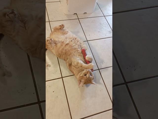 Peppi peppermint enjoying her dynamite catnip