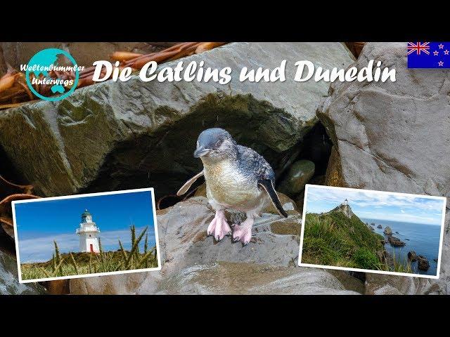 Die Catlins ∙ Delfine, Seelöwen und Pinguine ∙ Neuseeland ∙ Weltreise Vlog #55