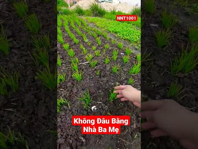 Cảm giác khi về nhà với Ba Mẹ #nnt1001