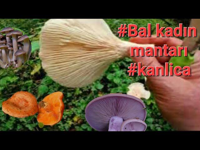 Almanyada sonbahar sonu mantarları #mantaravı #kanliça #balkadın #violetter #mushroom #viralvideo