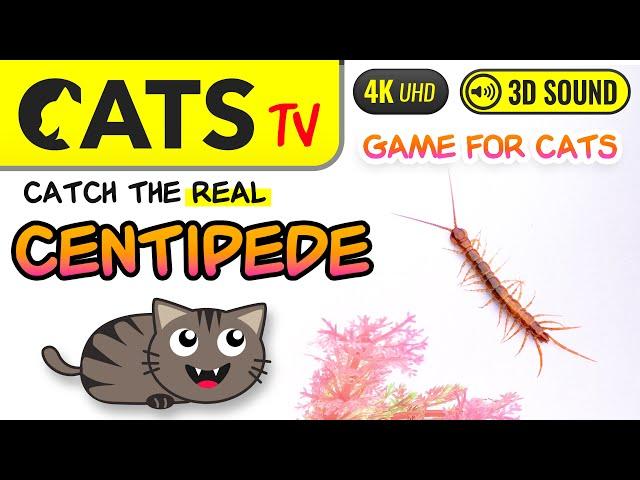 GAME FOR CATS - Catch Real Centipede 🪱 4K [Cats TV]