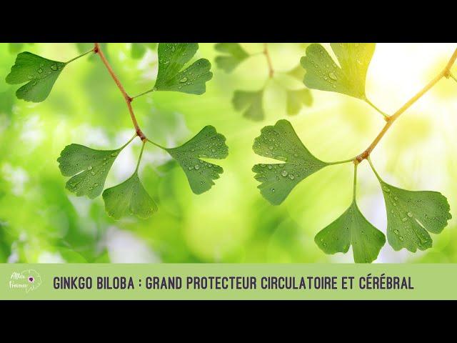 Ginkgo biloba : grand protecteur circulatoire et cérébral