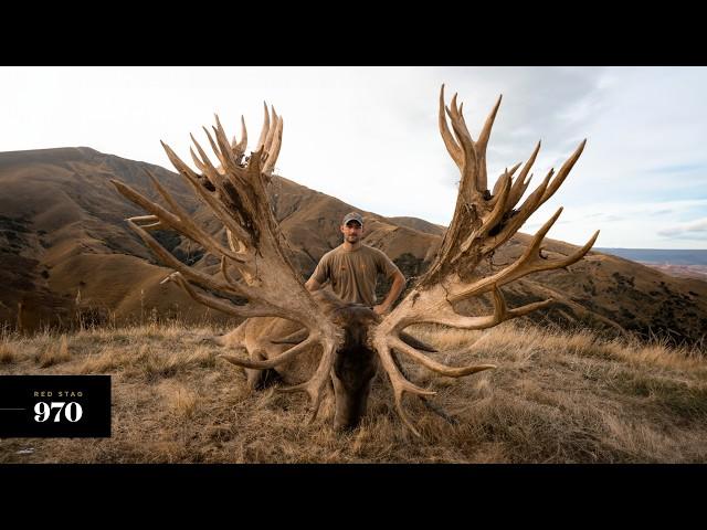 Venator New Zealand |  Three Massive Red Stags Scoring Over 900 SCI!