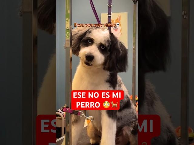 PERROS QUE PARECEN HUMANOS Ese no es mi perro #shorts