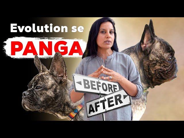 How breed dogs suffer in the name of cuteness! | Consequences of Overbreeding