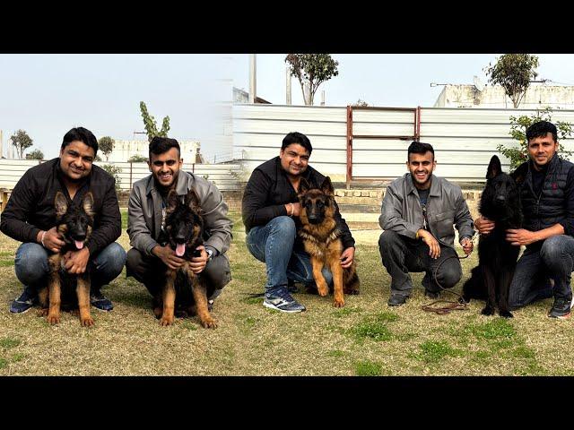 Top quality German Shepherd in MERRUT Uttarpradesh