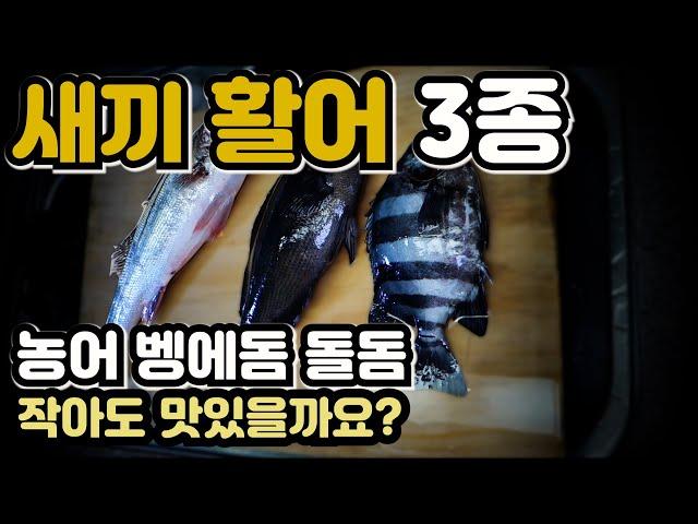 자연산 새끼활어 (돌돔, 벵에돔, 농어) 회뜨기 및 맛 평가