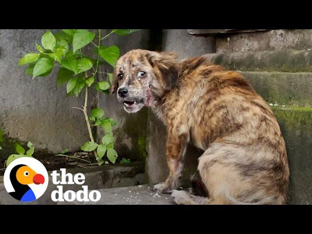 Stray Puppy Gets Rescued And Can't Stop Jumping For Joy | The Dodo