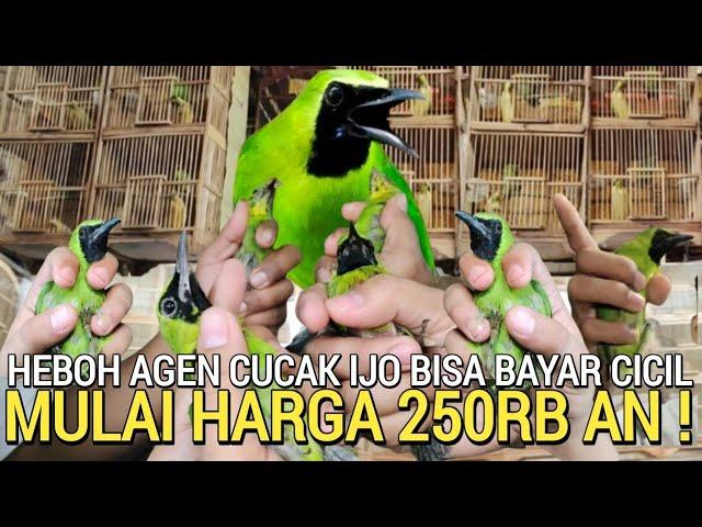 BISA BAYAR CICIL ! AGEN CUCAK IJO SUPER BIG MUDAH DAN MURAH PART 2 PASAR BURUNG PRAMUKA HARI INI