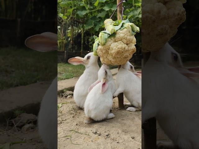 Bunny||Rabbit ||Bunny Blissful #bunnyeating #rabbit #healthyrabbitmeat #petrabbitcare