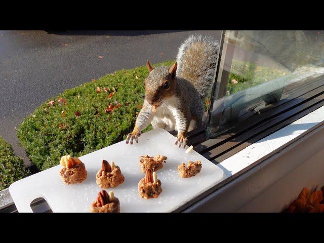 Squirrels are trick-or-treating at my window