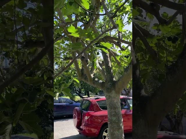 In #BallardWA, huge fig tree growing on the sidewalk.