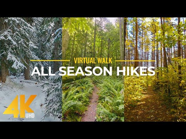 4K Virtual Forest Walk in Summer, Autumn and Winter - All Season Hikes - Episode #1