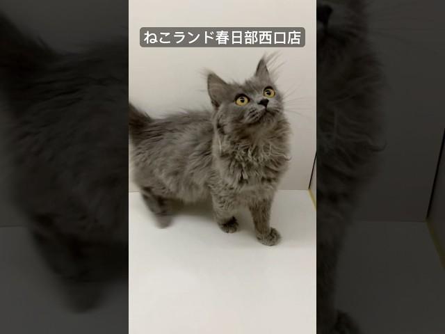 【子猫販売】#サイベリアン #猫レンタル #ねこランド #猫トライアル #春日部