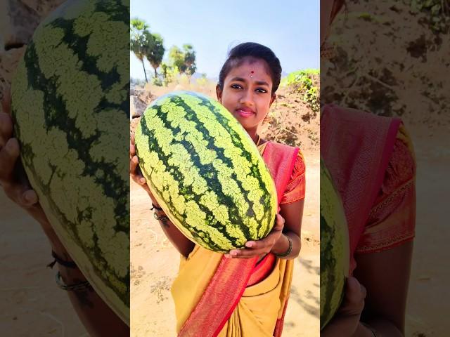 Watermelon Juice Fruit Juice Making #shorts