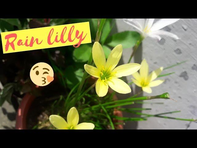 Rain lilly plant care and seeds harvesting | Nature Desires