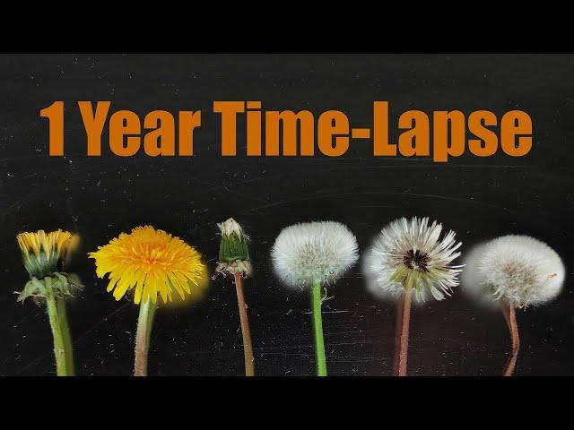Growing Dandelion  from Seed to Seed Head (1 Year Time Lapse)