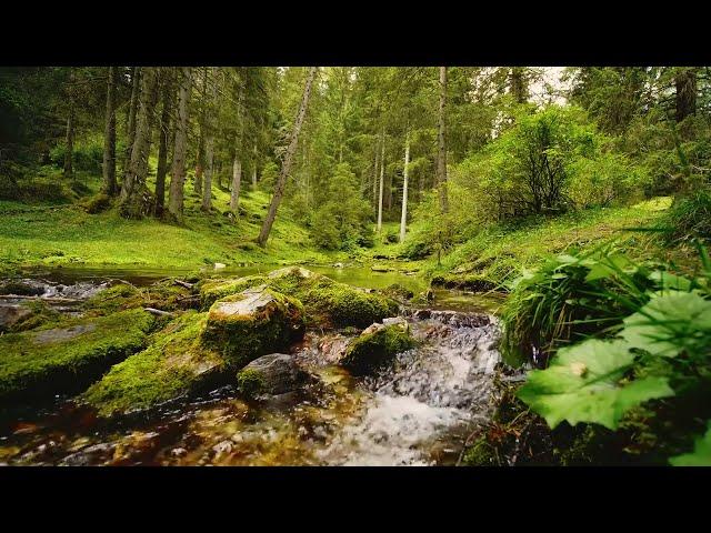 2 hours of forest ambience, water sounds, and birds singing