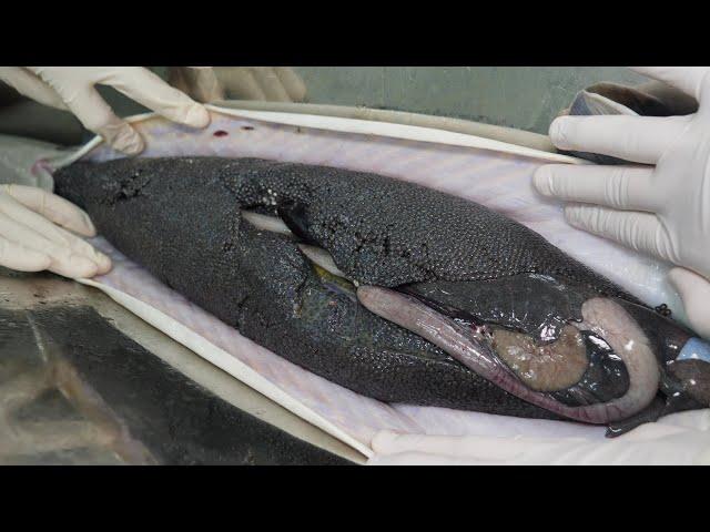 The process of making caviar, one of the world's top three delicacies / Korean street food