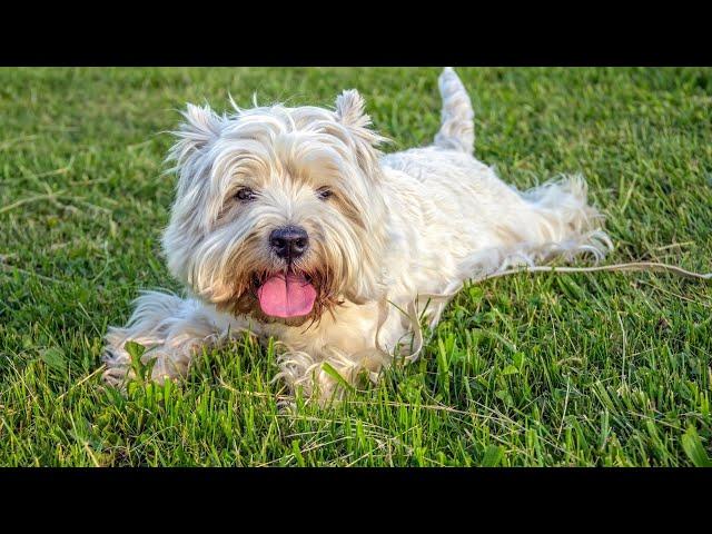 Caring for Your Westie: Managing Allergies