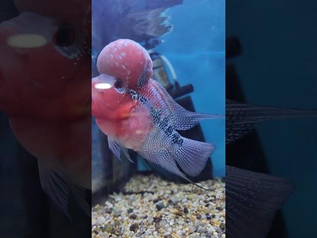 aqua fish #sea #views