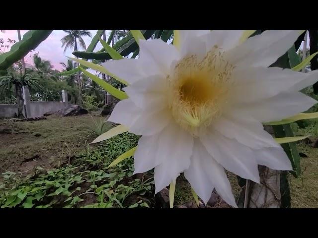 cross pollinating Australian yellow dragon fruit / ISIS Philippine province