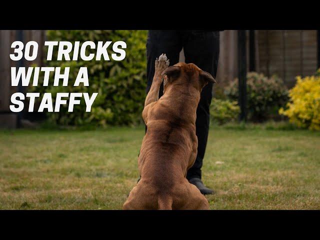 30 Tricks in 3 Minutes with a Staffordshire Bull Terrier