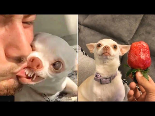 the most angry nikki chihuahua compilation। chihuahua dog #1। Fanny chihuahua TV