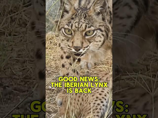 Good News for This Wild Cat!  The Iberian Lynx is No Longer Endangered! 