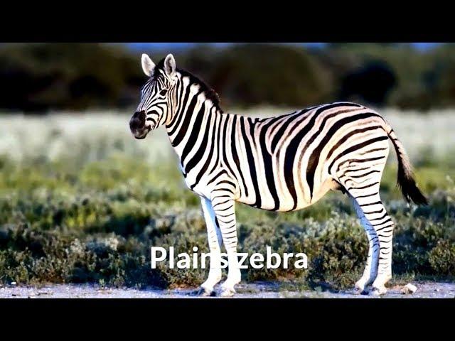 Plains zebra (Equus quagga)