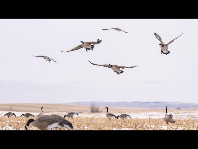 Christmas Goose Hunt