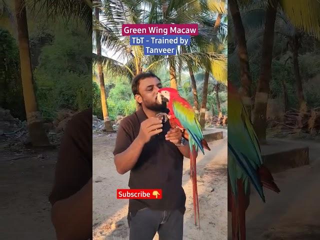 Macaw saying HI | Green Wing Macaw Training | @Shaikh.tanveer #Macaw #parrots #training