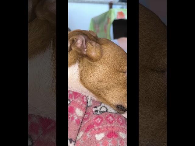 Hello  #pets #doglover #dog #jackrussell #jackrussellterrier