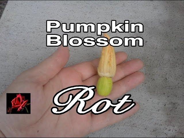 Pumpkin Blossom Rot