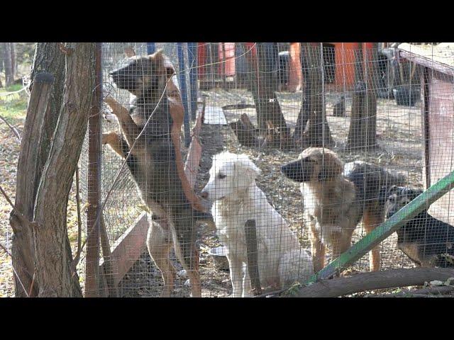 Albanian and Serb dog lovers unite to help Kosovo strays | AFP